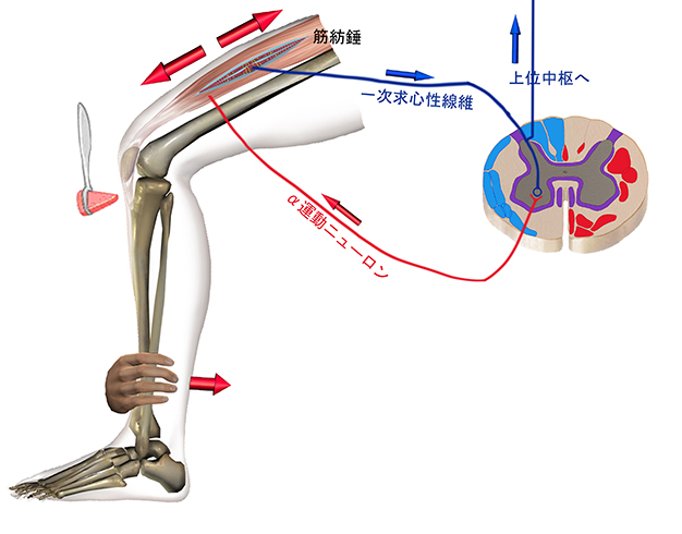 AK（アプライド キネシオロジー）勉強会 2026｜PT-OT-ST.NET